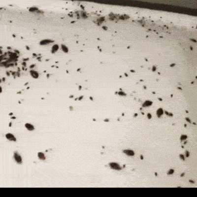 APARAT ANTI-INSECTE CU ULTRASUNETE